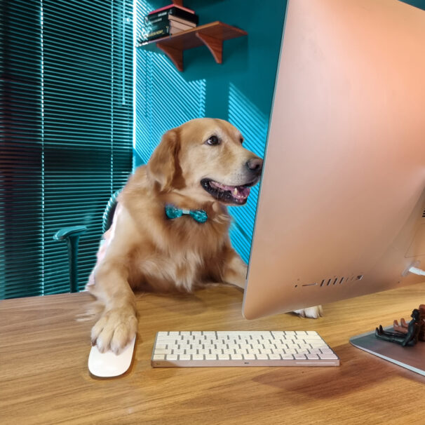 Foto do cachorro Peu, mascote da Adami, em sua mesa de trabalho